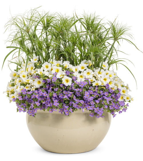 4.25 in. Eco+Grande， Snowstorm Blue Bacopa (Sutera) Live Plant， Lavender-Blue Flowers (4-Pack)