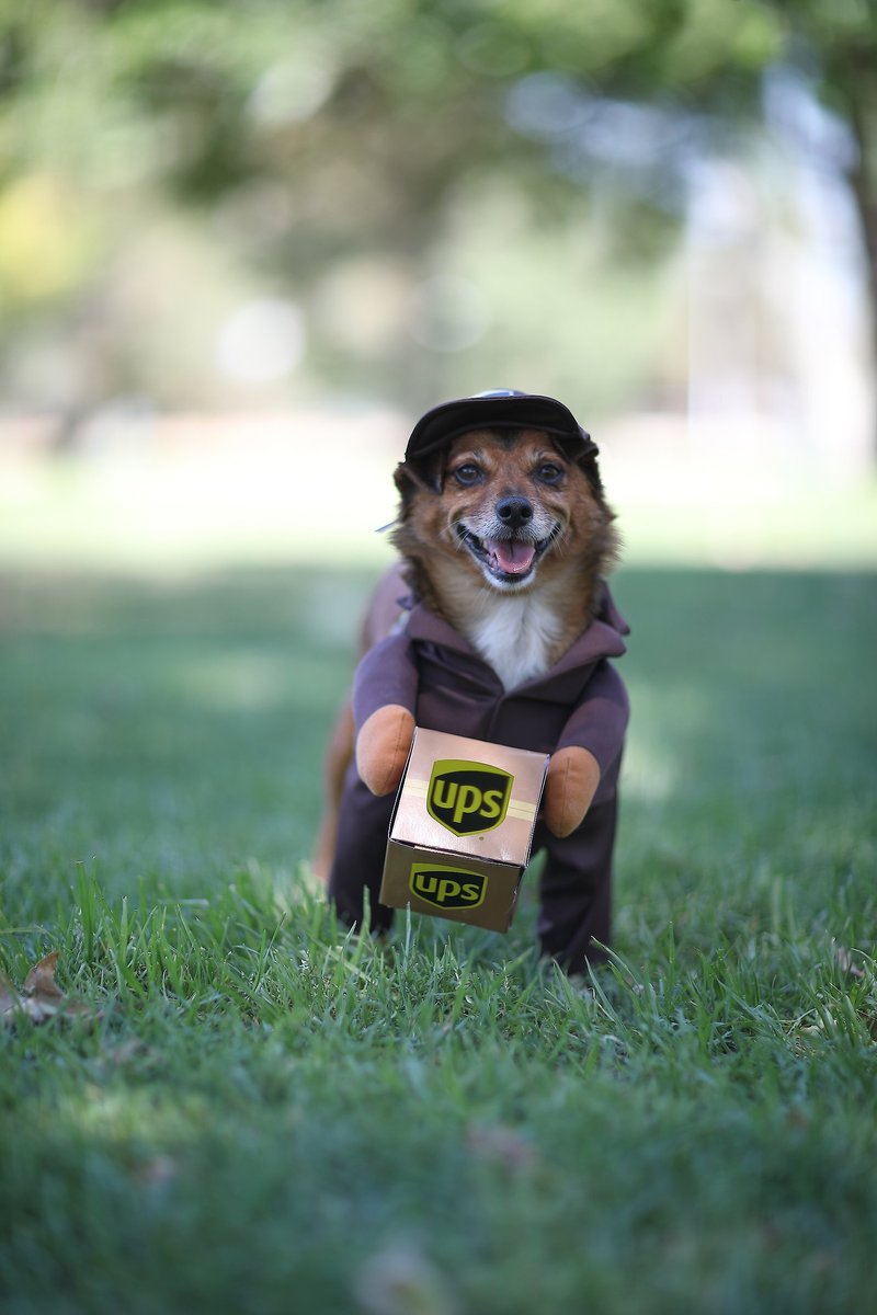 California Costumes UPS Delivery Driver Dog and Cat Costume