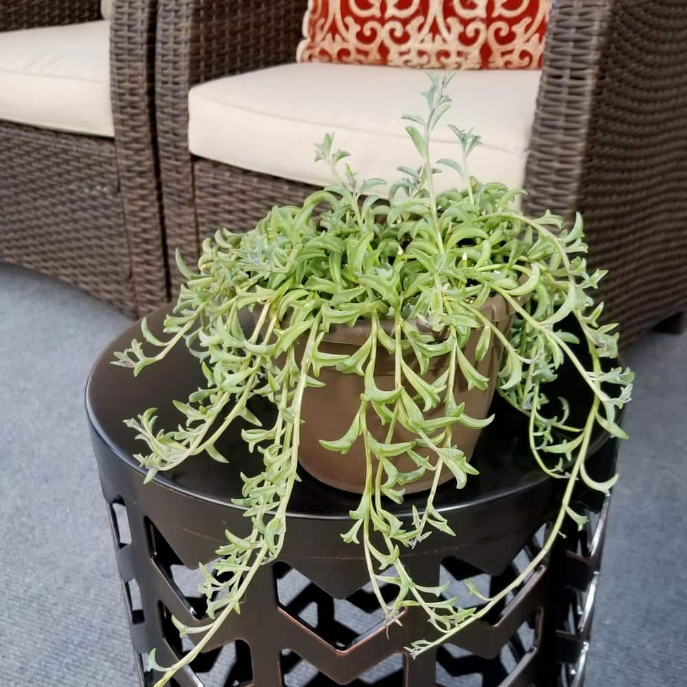 SMART PLANET 6 in. String of Dolphin Succulent Senecio Peregrinus 0881172