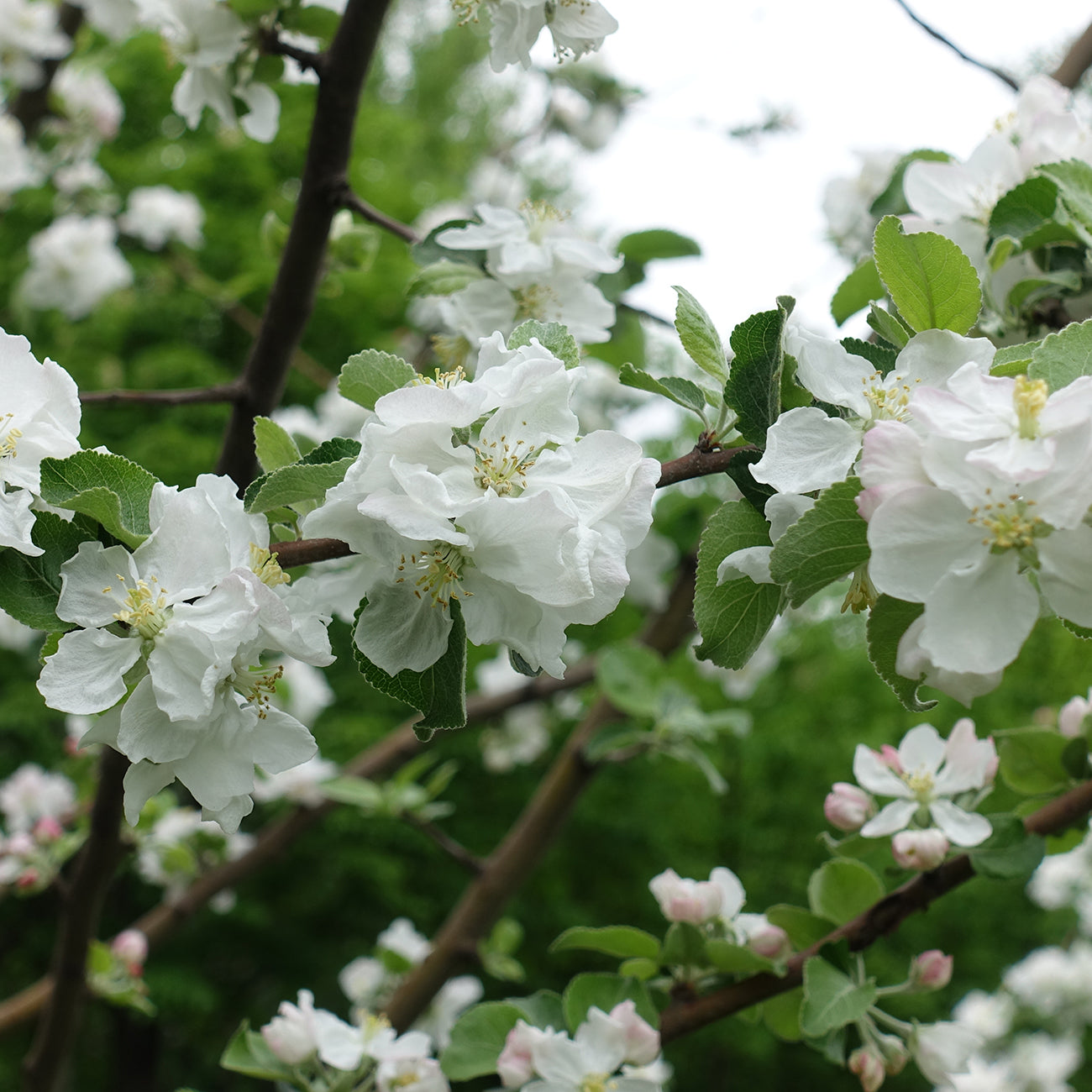 5 Gal. Anna Apple Tree - Self-Pollinating - Low Chill Hour Producer