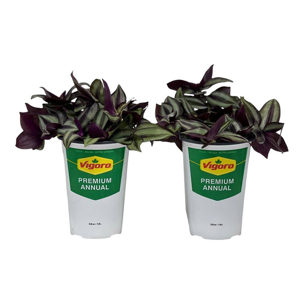 Vigoro 2.5 qt. Wandering Jew Tradescantia Plant in 6.33 in. Grower's Pot (2-Plants) DC1GWANDDREW2