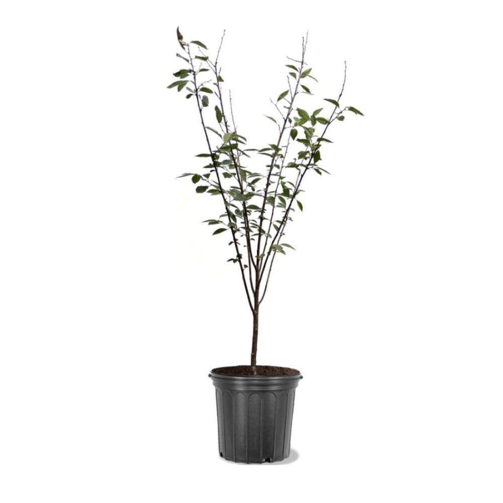 3 Gal. North Star Cherry Tree CHENOR03G