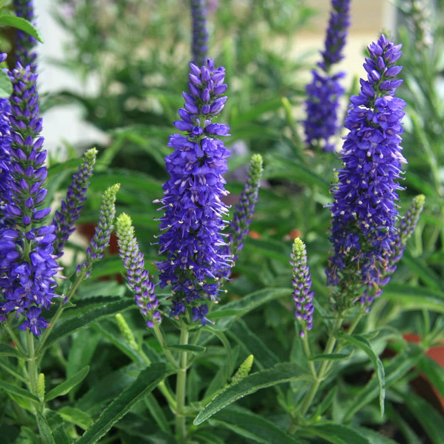 Dark Blue Moody Blues Veronica (2.5 Quart) Flowering Deciduous Perennial with Violet-Blue Flower Spikes - Full Sun Live Outdoor Plant - Southern Living Plant Collection