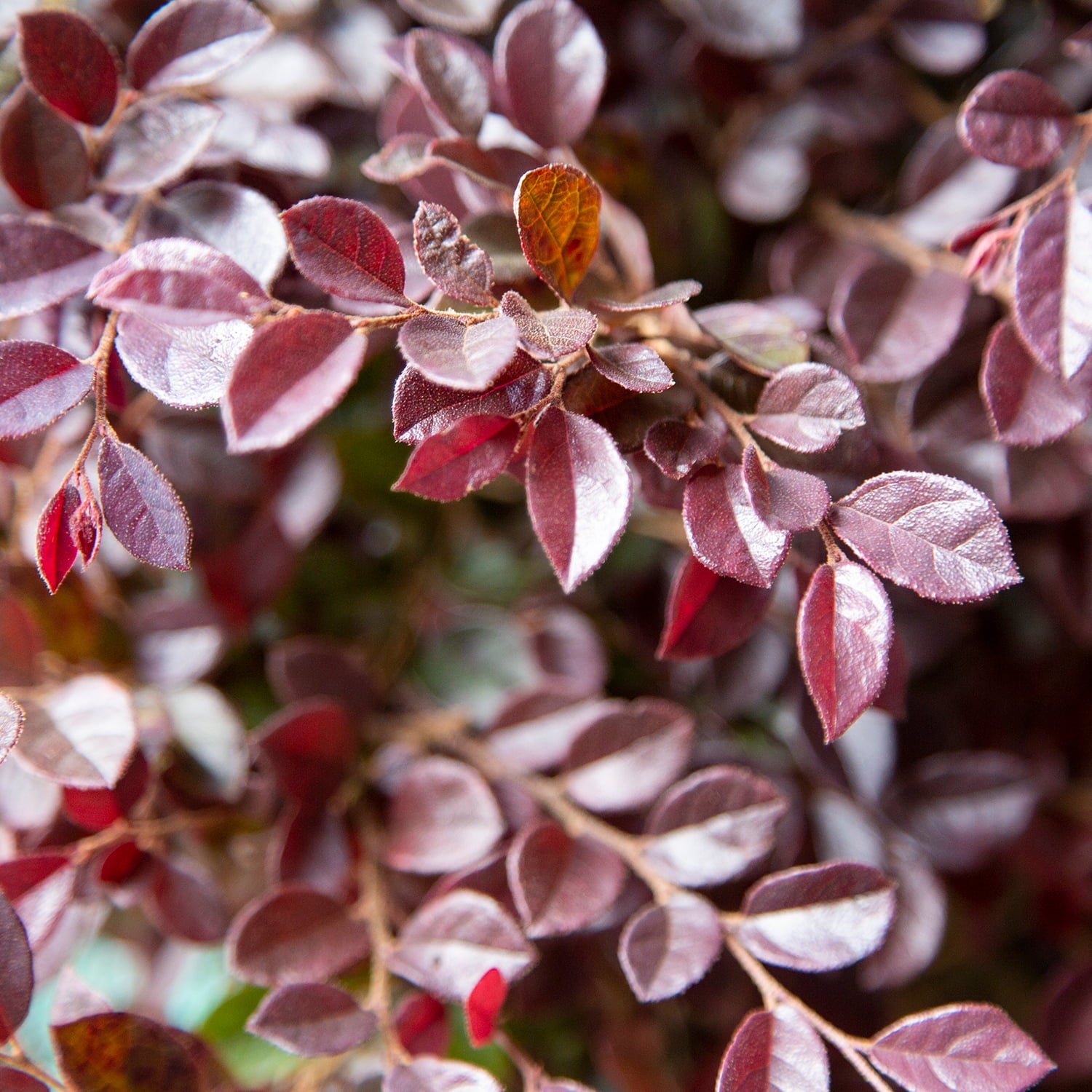 Purple Daydream Loropetalum (2 Gallon) Flowering Evergreen Shrub with Purple Foliage and Pink Blooms - Full Sun to Part Shade Live Outdoor Plant - Southern Living Plant Collection