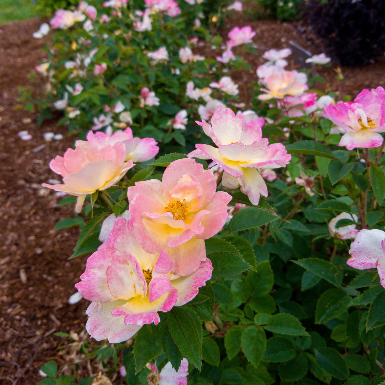 Bloomin' Easy® Rosa Peach Lemonade™ 4