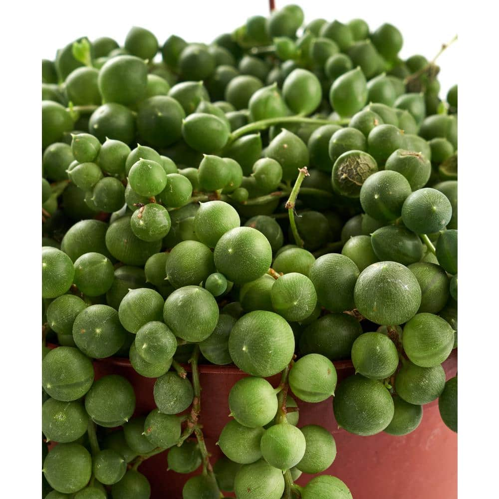 Shop Succulents String of Pearls and Burrito Sedum Variety Hanging Collection in 6 in. Grow Pots with Hangers 2-HANG-PK-6