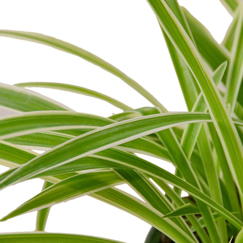 Spider Plant Reverse (Chlorophytum comosum variegatum) Plant in 4 in. Grower Pot 4_SPIDER_REVERSE