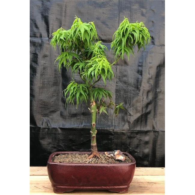 Bonsai Boy e3349 Acer Palmatum Mikawa Yatsubusa Japanese Maple Treeand#44; Green