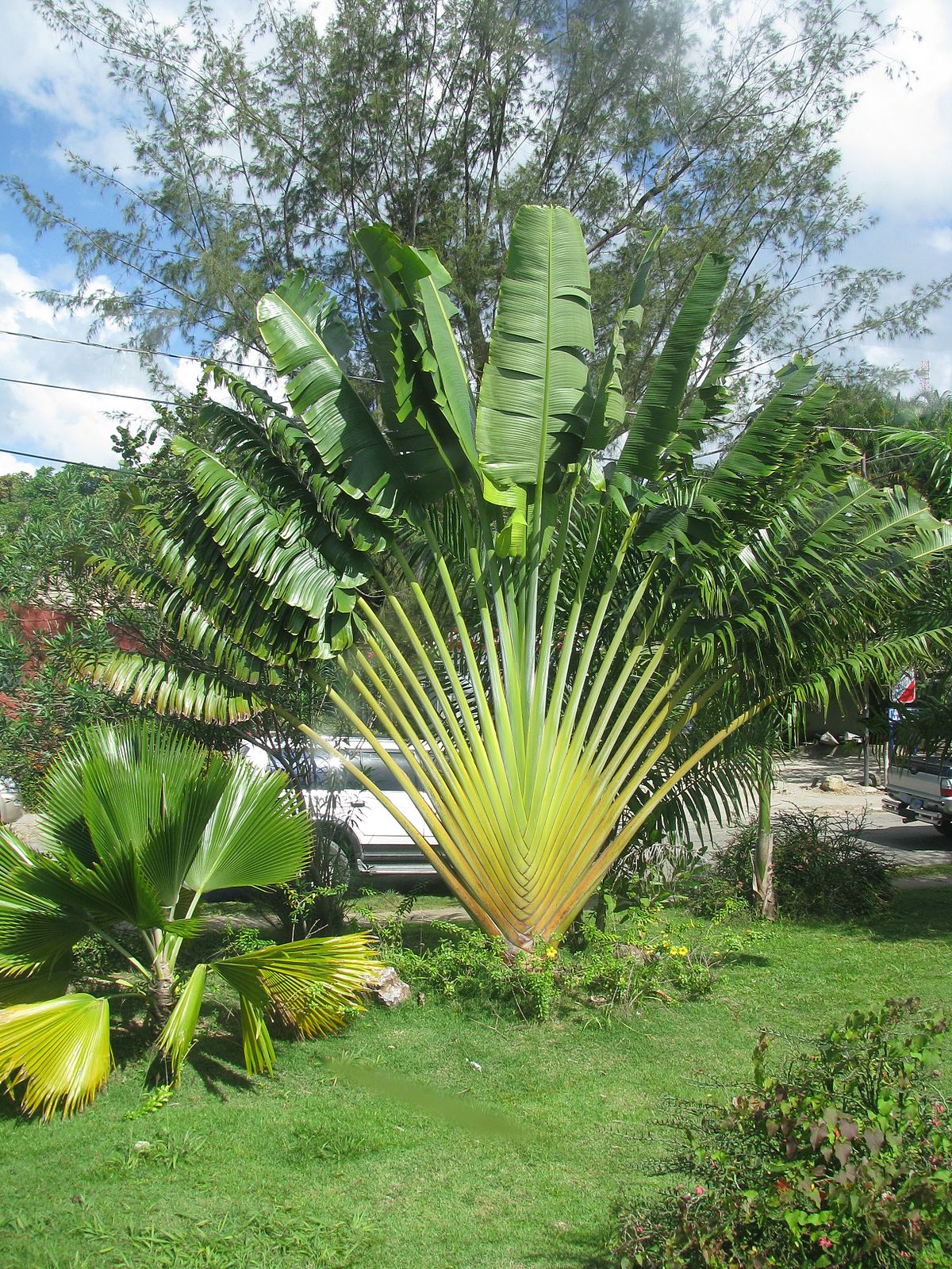 Traveler's Palm - Live Plant in a 3 Gallon Growers Pot - Ravenala Madagascariensis - Extremely Rare Ornamental Palms of Florida