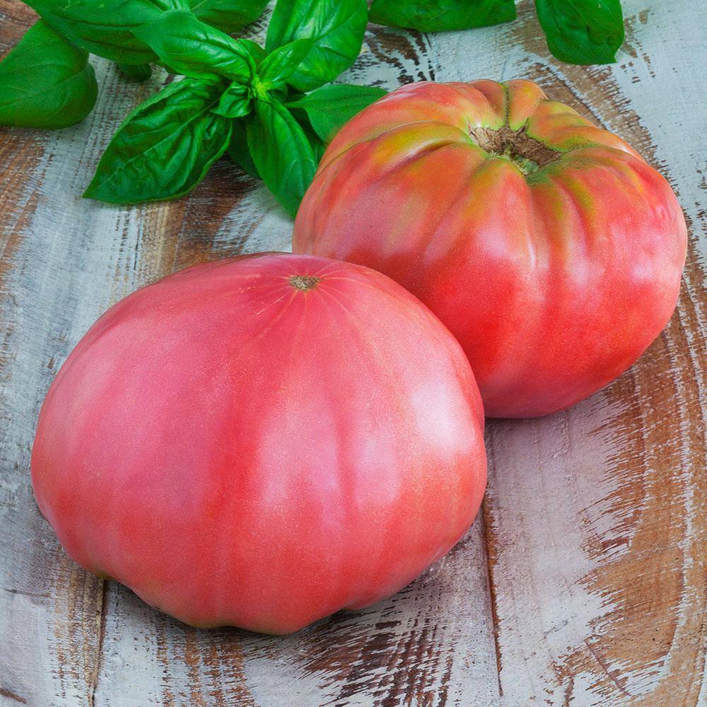 Bonnie Plants 19 oz. Pink Brandywine Heirloom Tomato Plant 0236