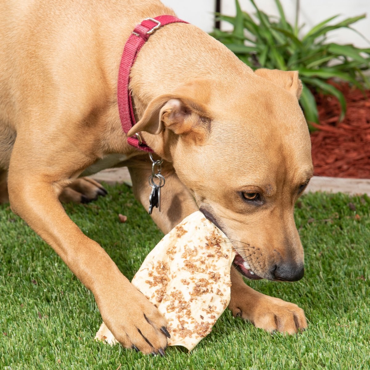 K9warehouse Cow Ears with Bully Sticks Dog Chew Treats