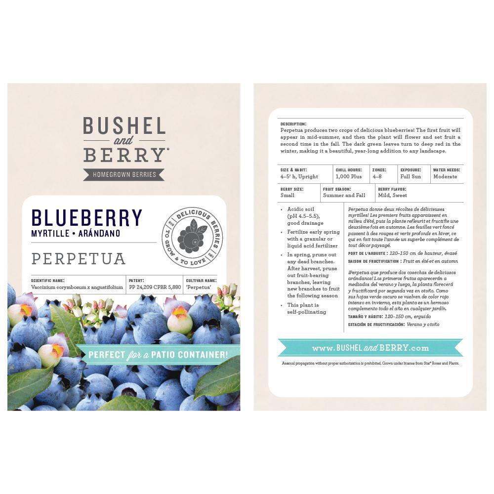 BUSHEL AND BERRY 1 Gal. Bushel and Berry Perpetua Blueberry Live Plant 20658