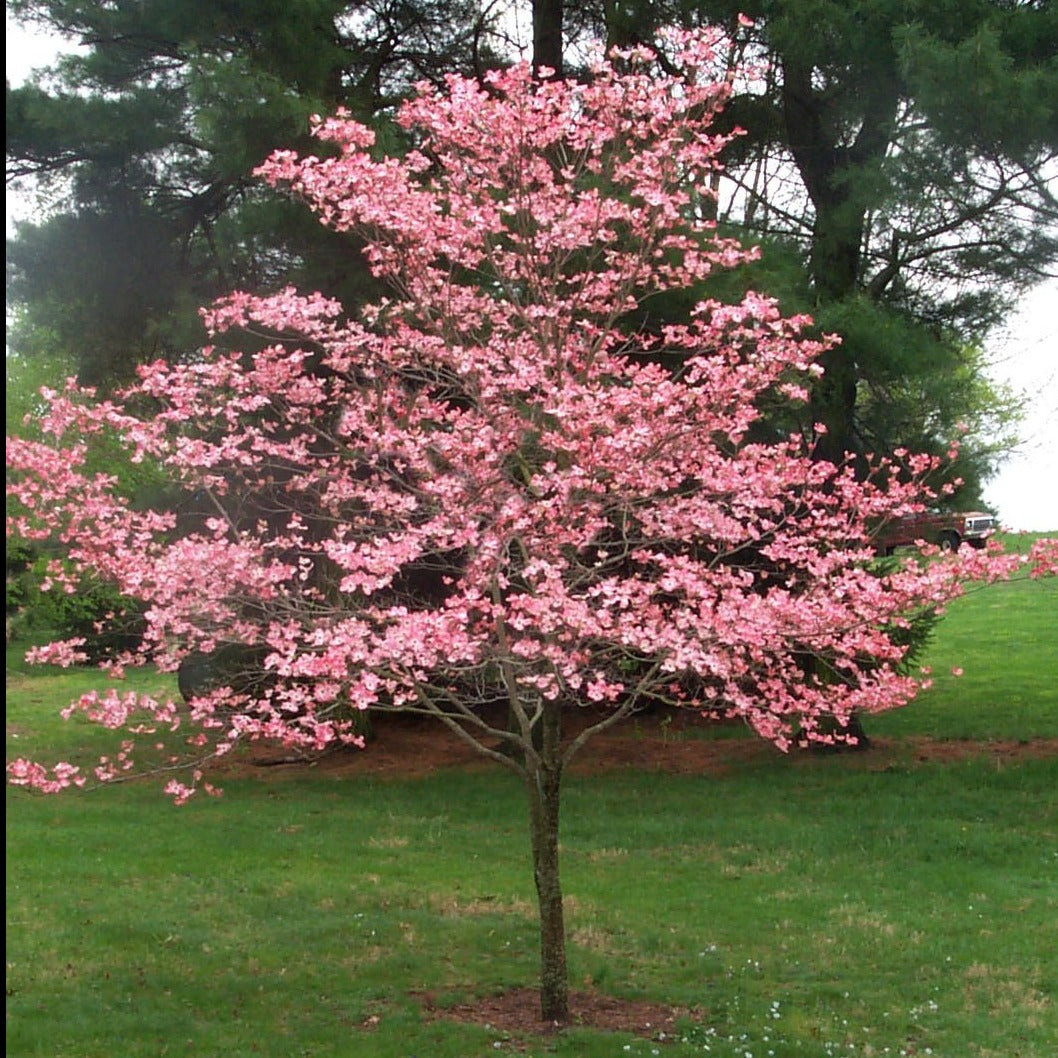 Pink Dogwood Tree