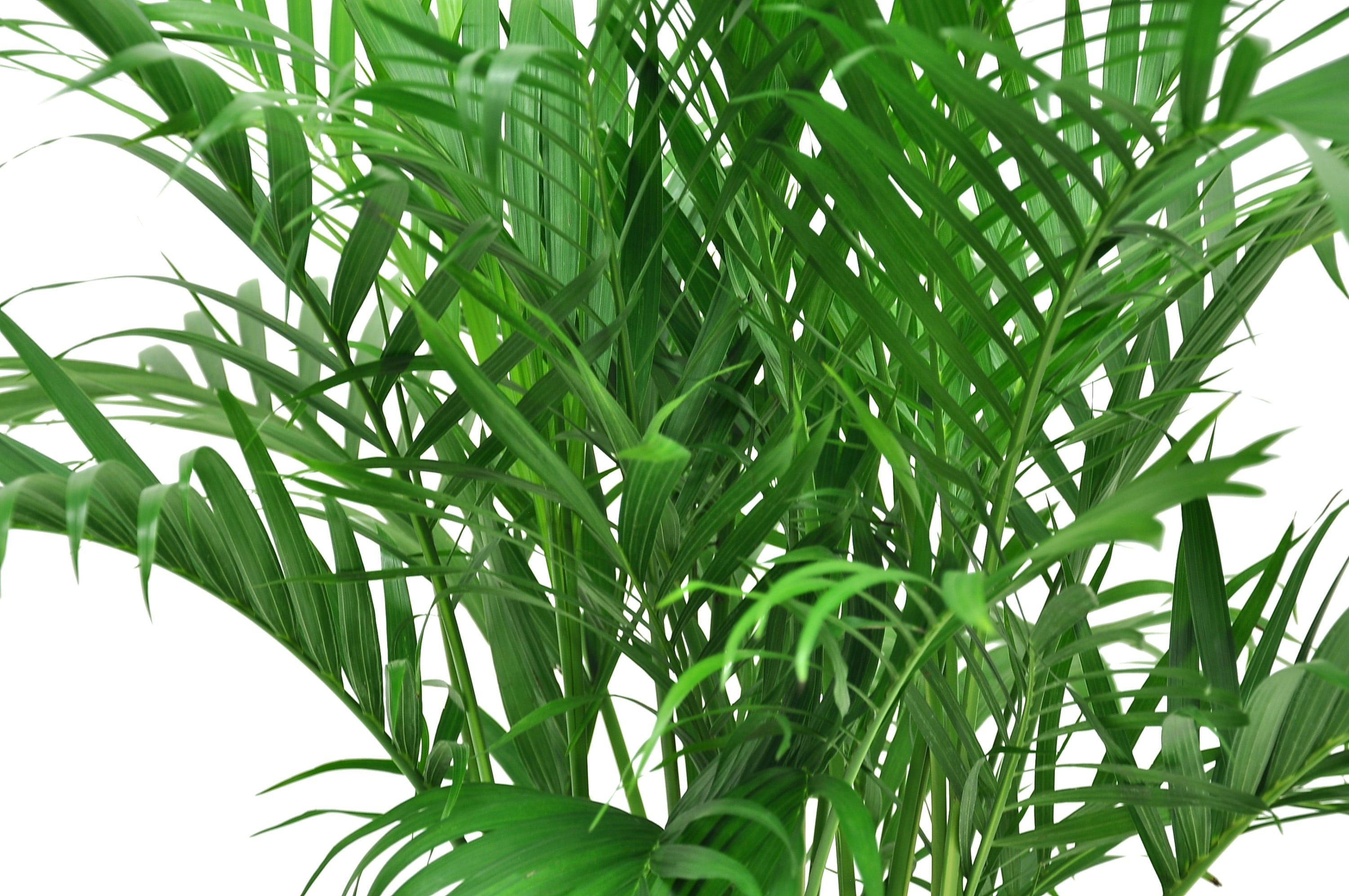 Costa Farms  Live Indoor 32in. Tall Green Cat Palm; Bright， Indirect Sunlight Plant in 10in. Grower Pot