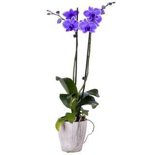 DecoBlooms 5 in. Orchid Purple in Container DB8991