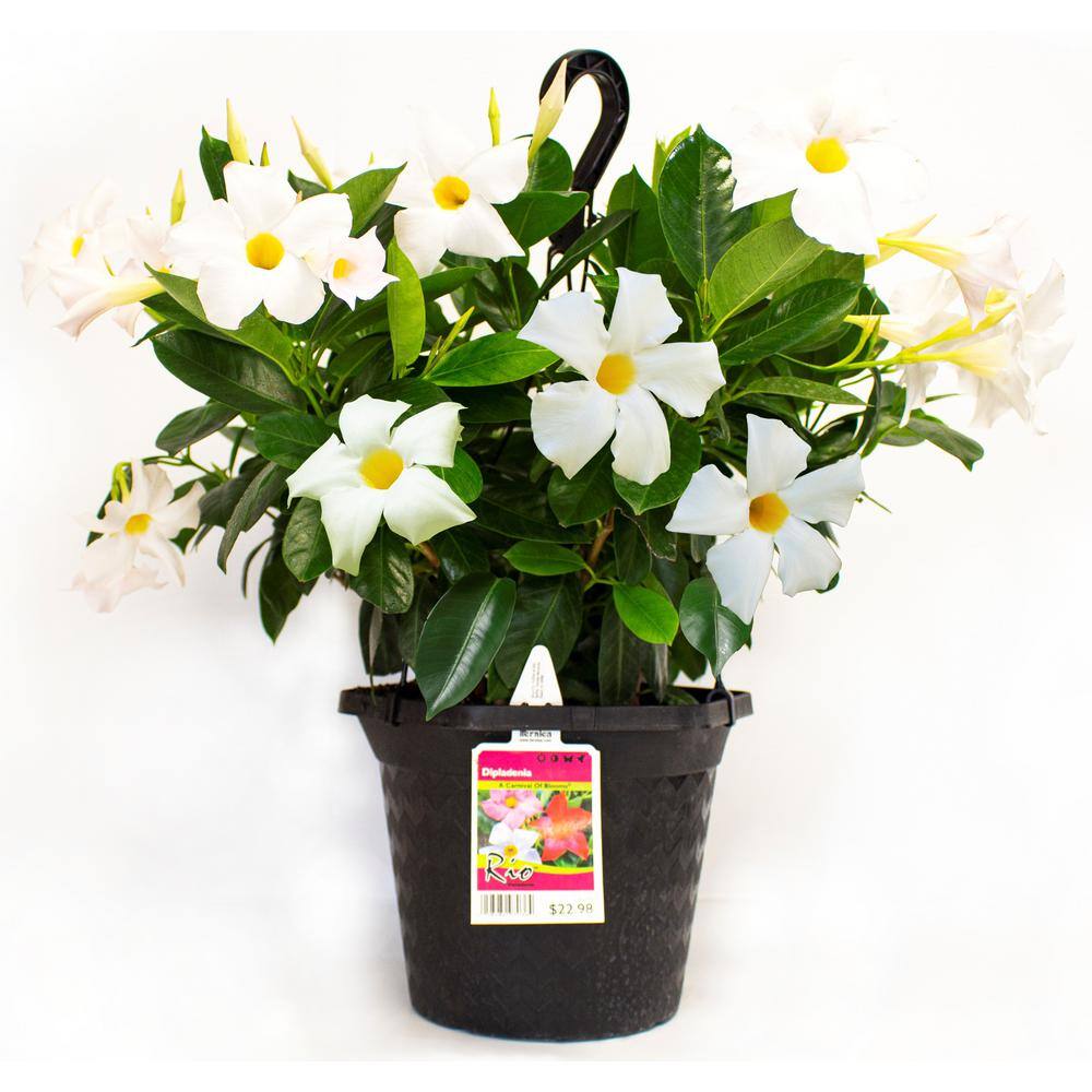 Rio 1.2 Gal (#10) Hanging Basket Dipladenia Flowering Annual Shrub with Red Pink White and Raspberry Splash Blooms 1001319332