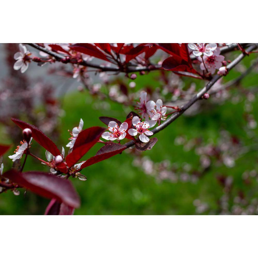 BELL NURSERY 3 Gal. Purple-Leaf Sand Cherry (Prunus x cisterna) Live Shrub with White Flowers PRNUS3CIS1PK