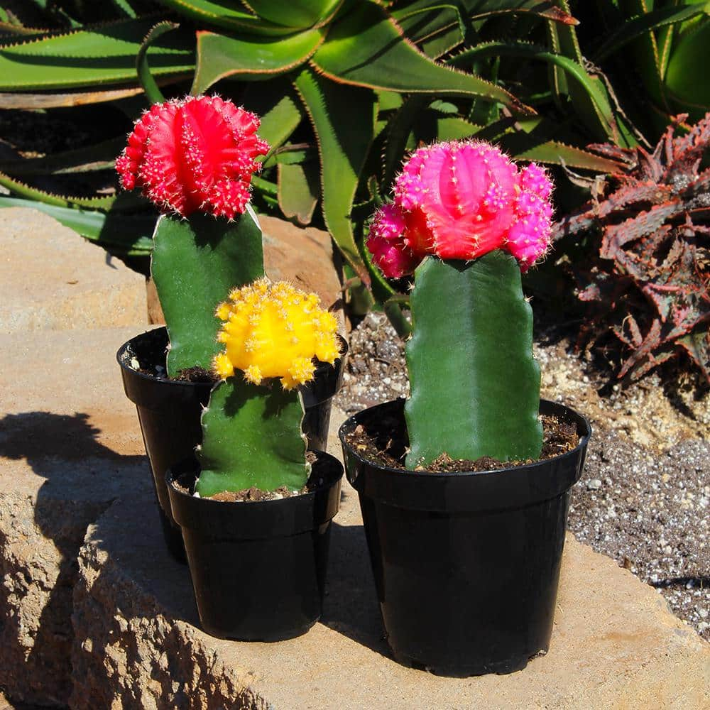 SMART PLANET 9 cm Grafted Cactus Plant Collection (3-Pack) 0880058