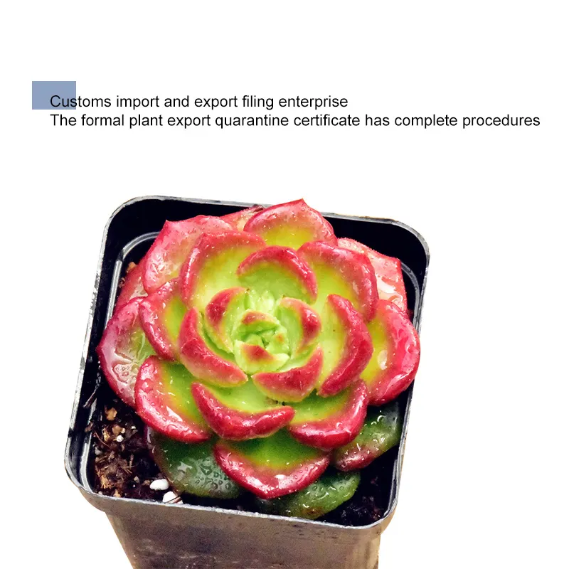 China Nursery Direct Supply Succulent Plants Live Eco Friendly Artificial Indoor Plants