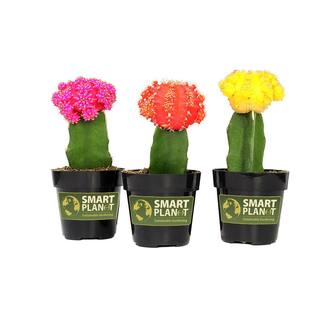 SMART PLANET 9 cm Grafted Cactus Plant Collection (3-Pack) 0880058