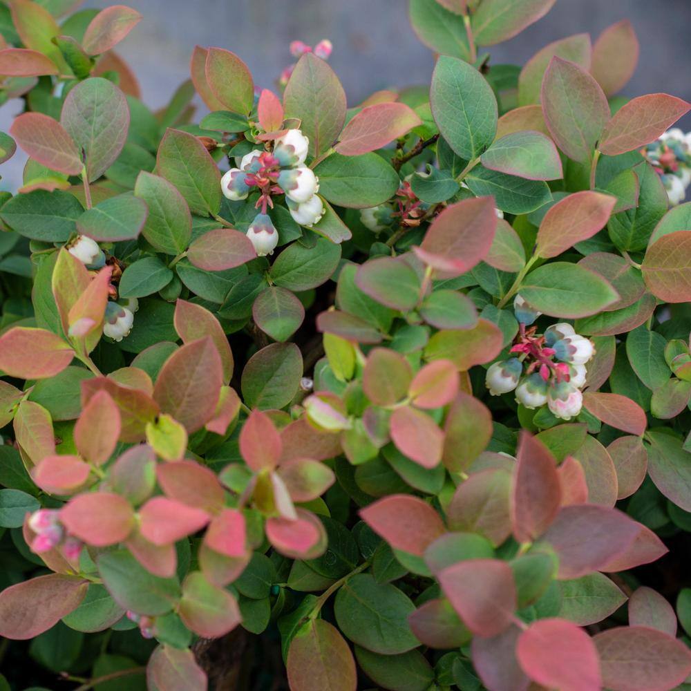 BUSHEL AND BERRY 2 Gal. Bushel and Berry Peach Sorbet Blueberry Live Plant 19572