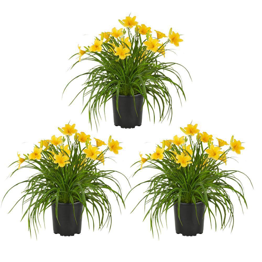 METROLINA GREENHOUSES 2 QT. Yellow Stella D'oro Daylily Perennial Plant (3-Pack) 4029