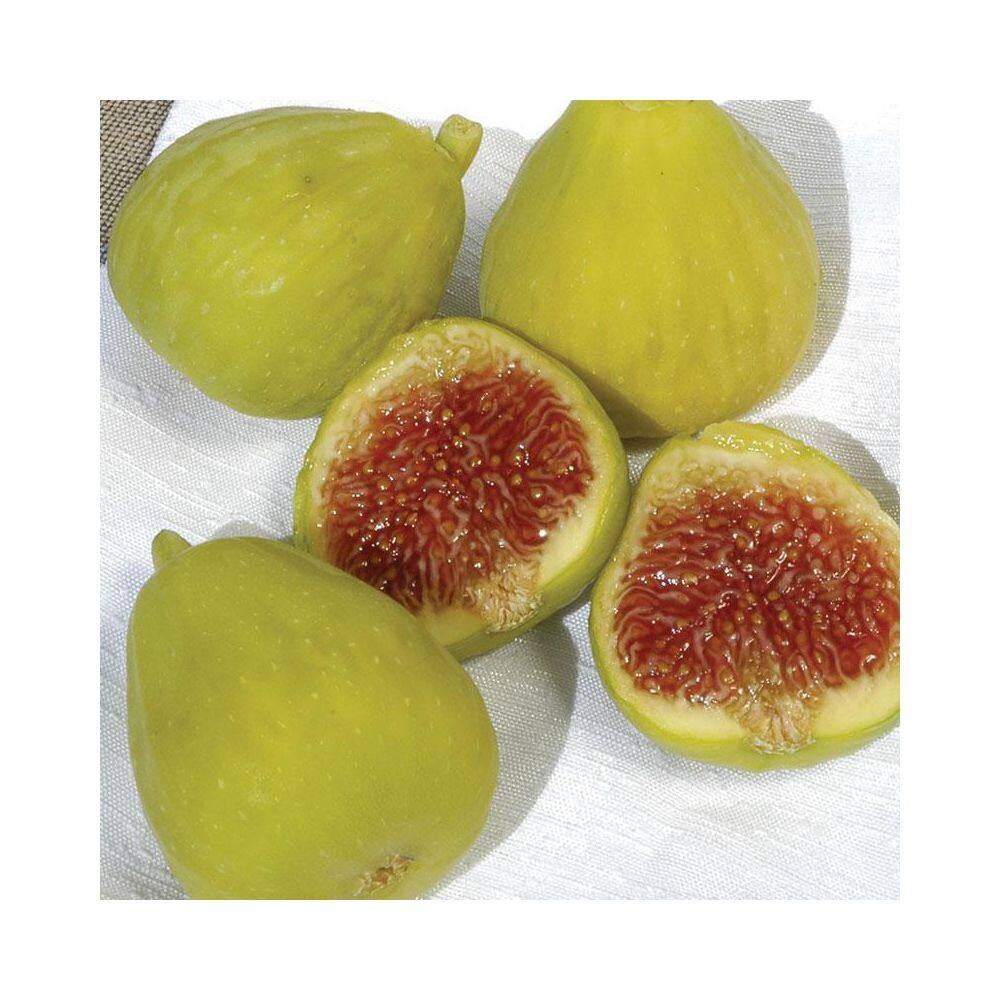 Online Orchards 1 Gal Desert King Fig Tree FTFC004