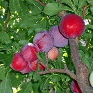 5 gal. Red June Plum Tree PLURED05GSL