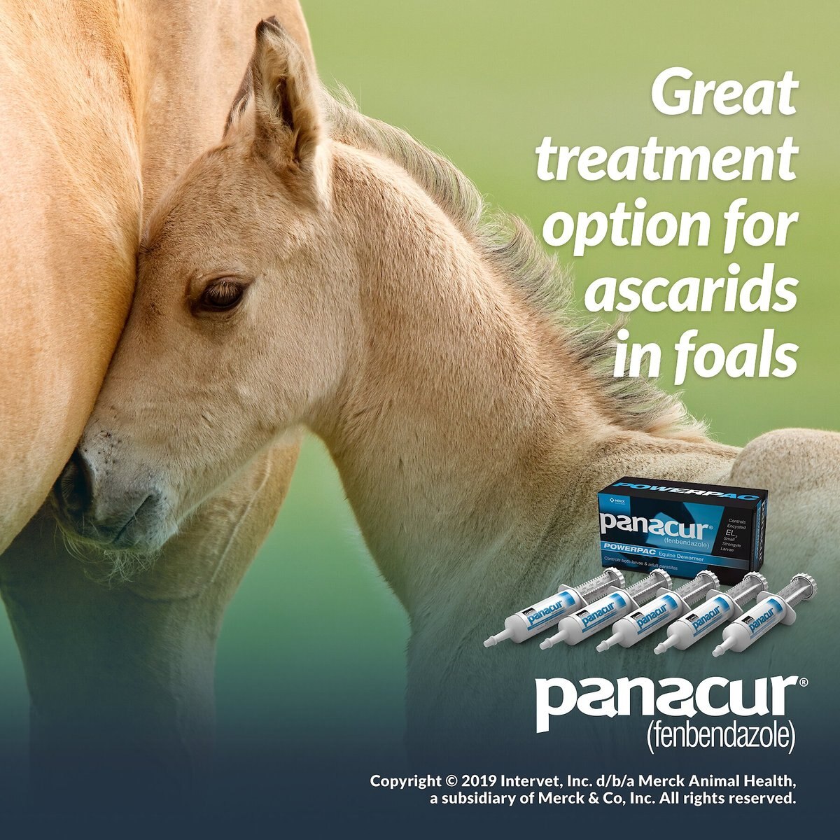 Panacur Powerpac Equine Paste 10% Horse Dewormer