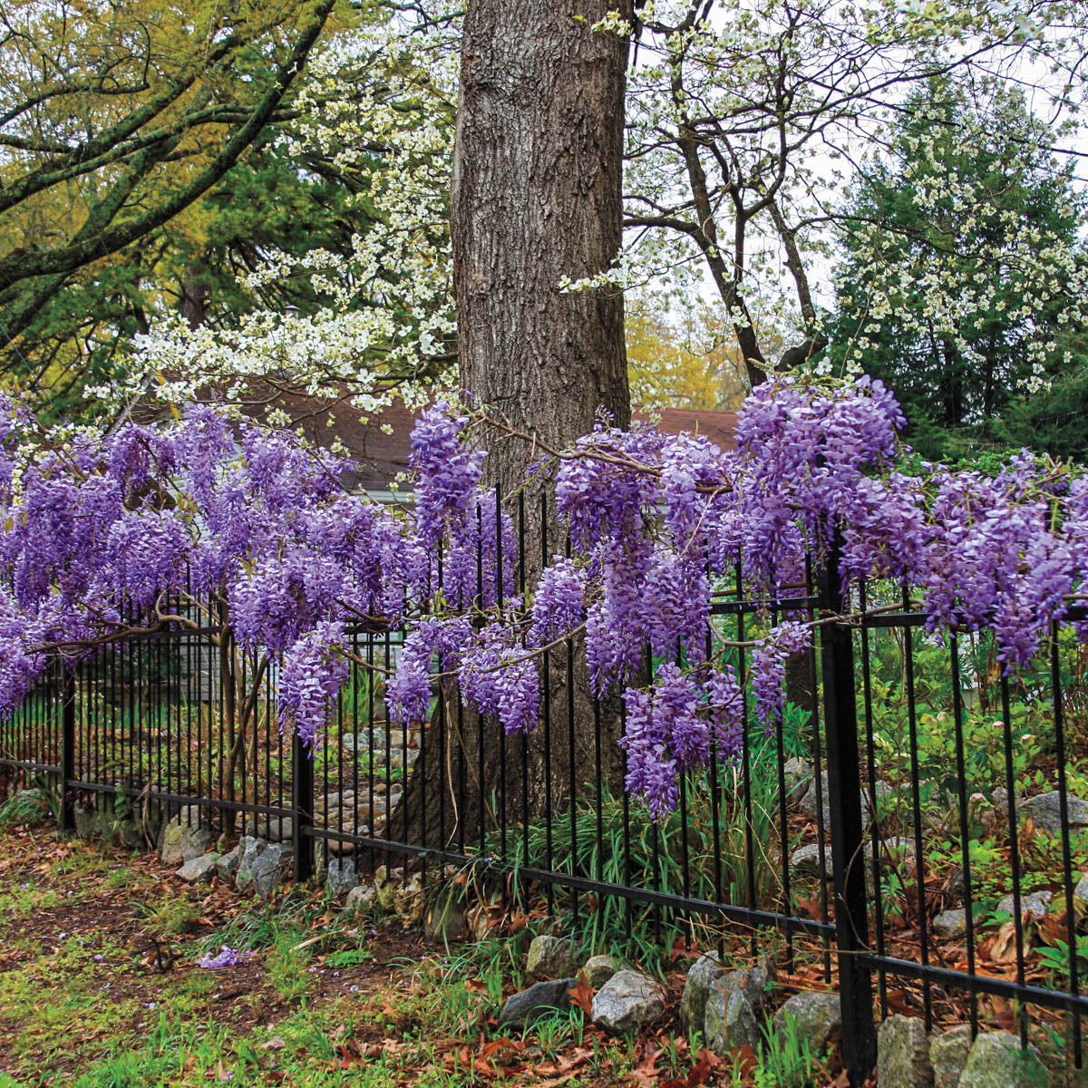 Blue Moon Wisteria Dormant Bare Root Vine， 1-Pack