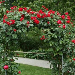 MY CLIMBING 3 Gal. Florentina Climbing Rose with Red Flowers 17567