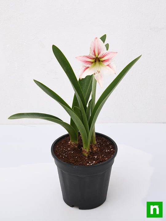 Amaryllis Lily Double (White Pink) - Plant