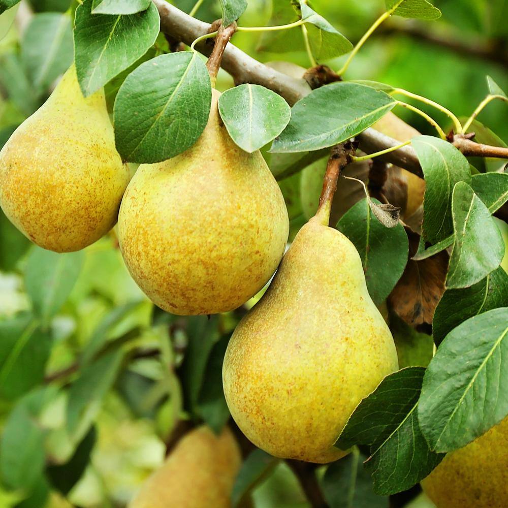 Bartlett Pear Fruit Tree PEABAR05G