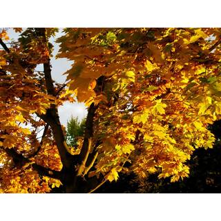 Online Orchards Norway Maple Tree - Among The Most Cold Hardy and Fastest Growing Maples (Bare Root 3 ft. to 4 ft. Tall) SHNM002