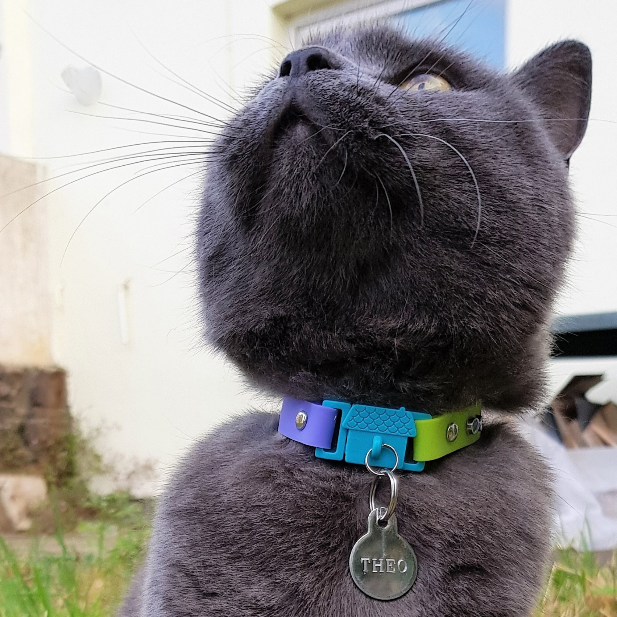 Kittyrama Vet and Cat Expert Approved Cat Collar Tahiti