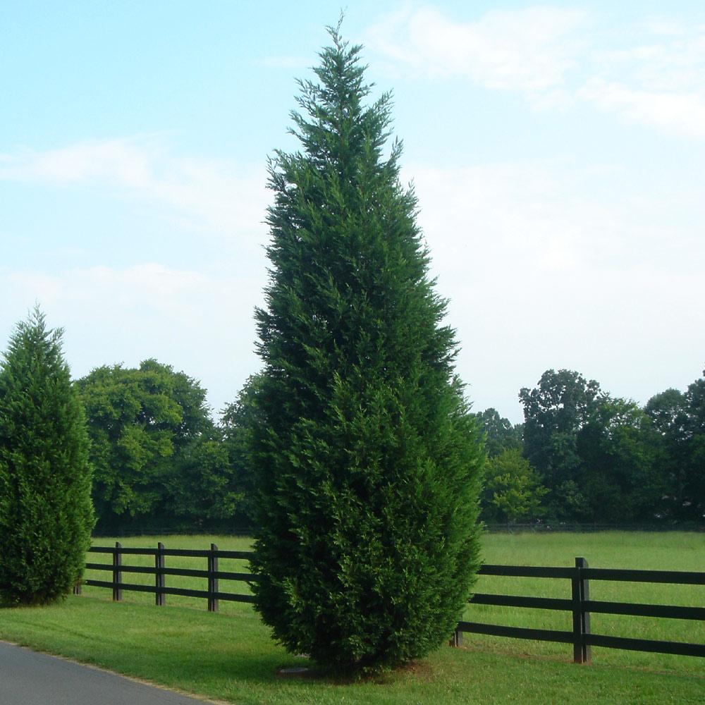 Leyland Cypress Tree