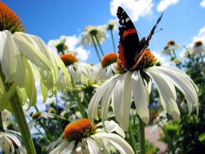 Classy Groundcovers - White Cone Flower Alba Coneflower， Hedgehog Coneflower {25 Pots - 3 1/2 inch Square}