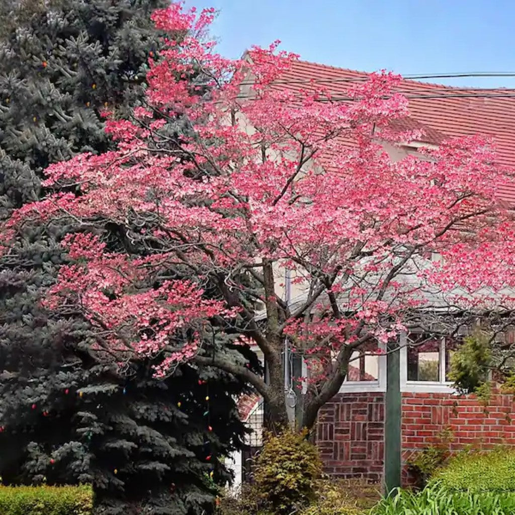 Pink Dogwood Tree