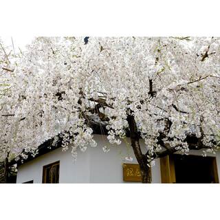 Online Orchards Snow Fountain Weeping Cherry Tree Bare Root FLWC001