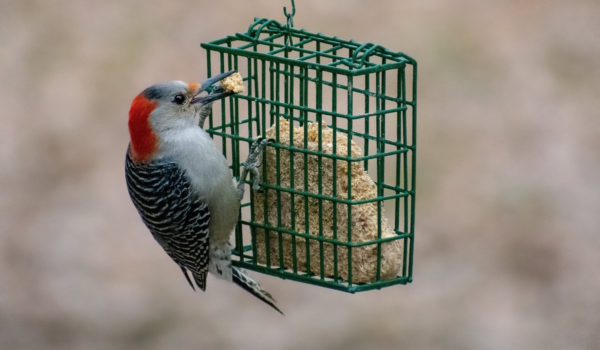 CandS Fruit n' Nut Treat Suet Wild Bird Food