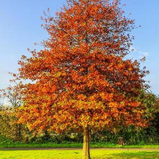 1 Gal. Pin Oak Deciduous Shade Tree OAKPIN01G