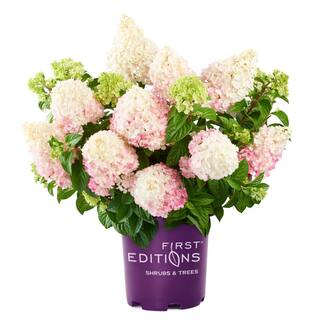 FIRST EDITIONS 3 Gal. Vanilla Strawberry Hydrangea Shrub with Pink Blooms HYD-VST3