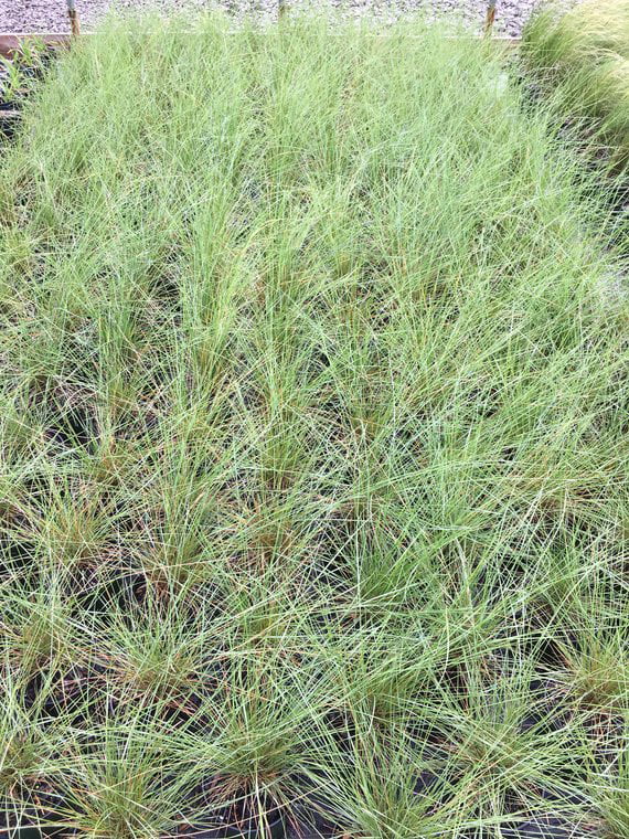 3 Pink Muhly Grass Plants in seperate 4 Inch Containers