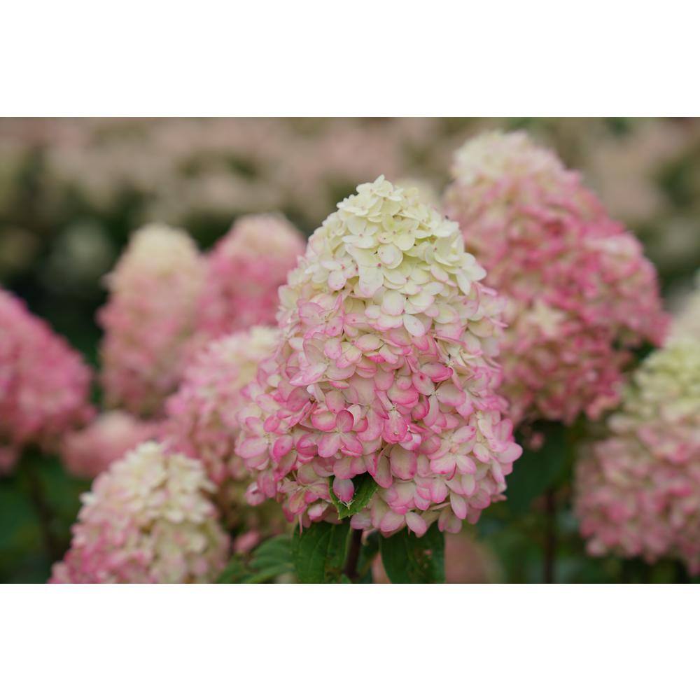 PROVEN WINNERS 1 Gal. Limelight 'Prime' Hydrangea (Arborescens) Live Plant Green and Pink Flowers HYDPRC1196101