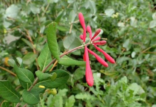 Trumpet Honeysuckle Major Wheeler Lonicera sempervirens in 3.5 inch pot