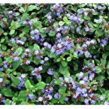 Ceratostigma Plumbaginoides Dwarf Plumbago