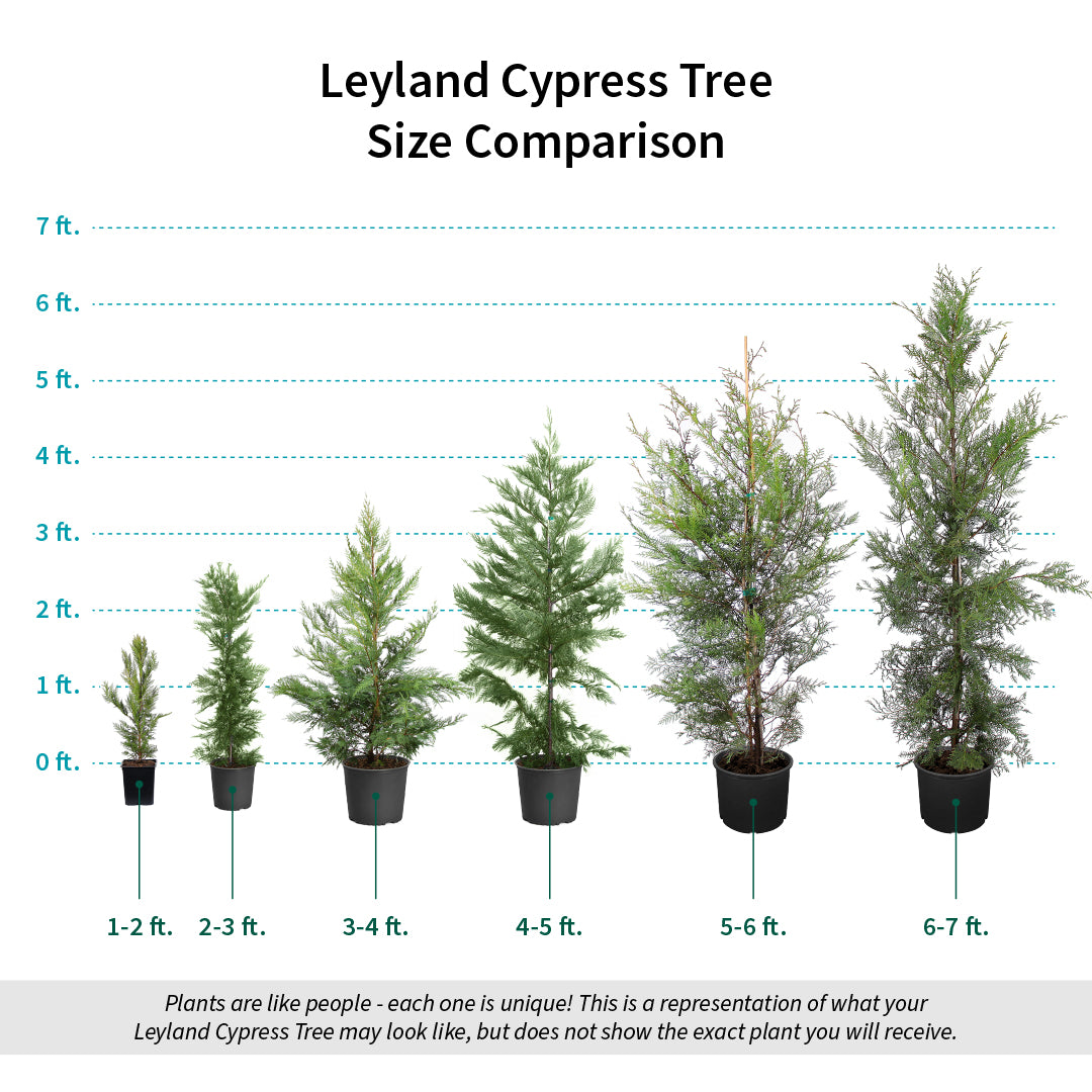 Leyland Cypress Tree