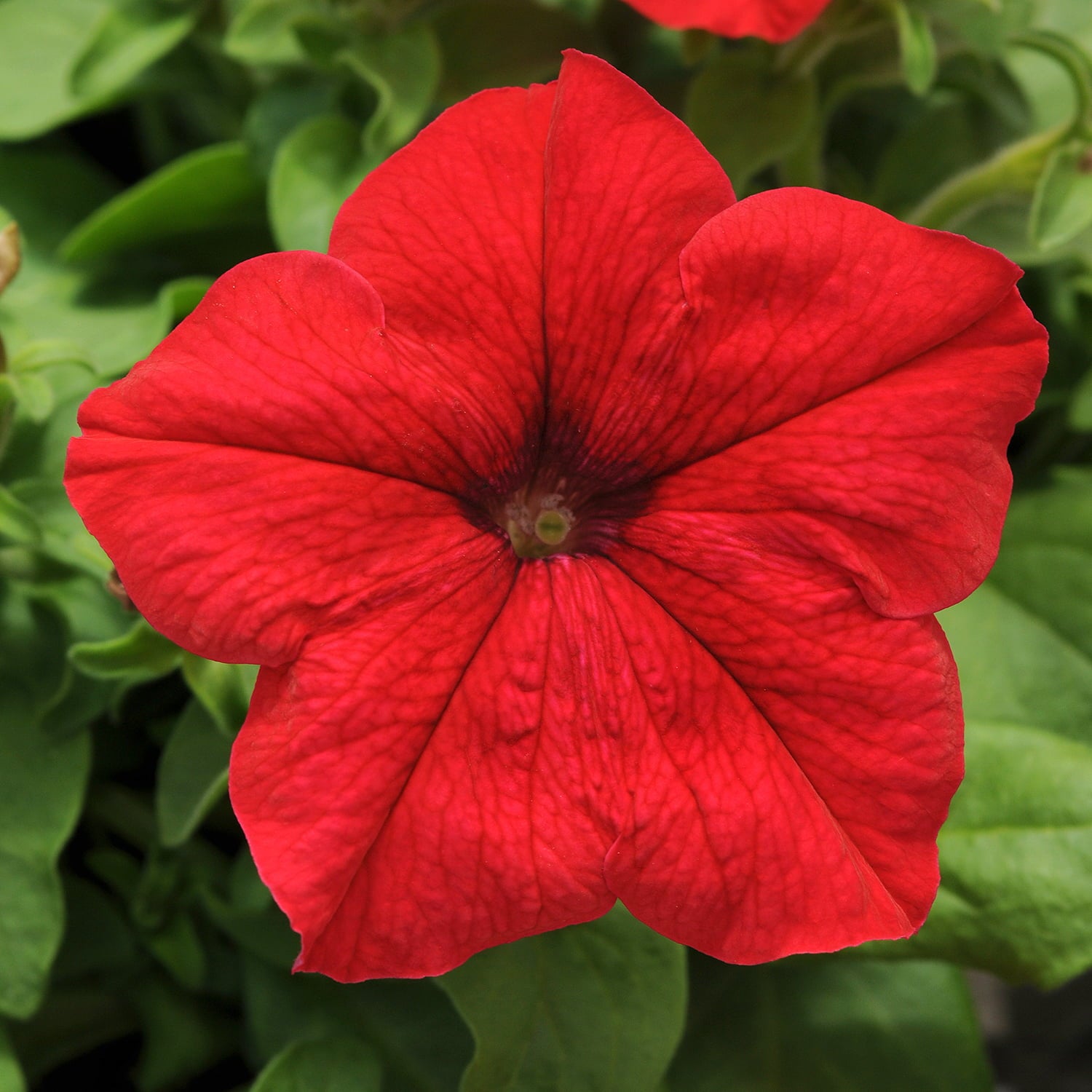 1G PETUNIA RED