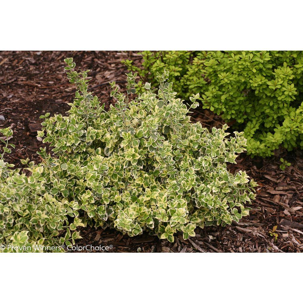PROVEN WINNERS 1 Gal. White Album Wintercreeper (Euonymus) Live Shrub Green and White Foliage EUOPRC1036101