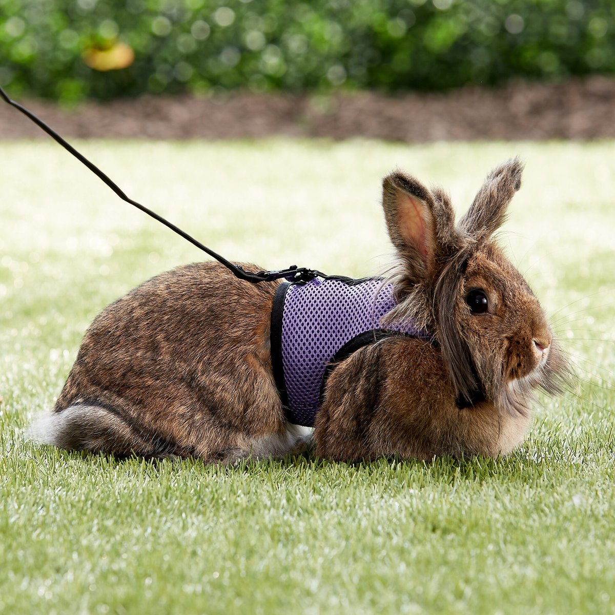 Living World Small Animal Harness and Lead， Color Varies